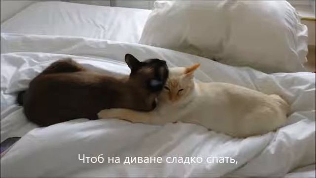 Зачем в квартире нужен кот смотреть онлайн