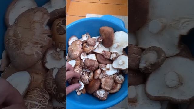 Грибы шиитаке. Сахалин смотреть онлайн