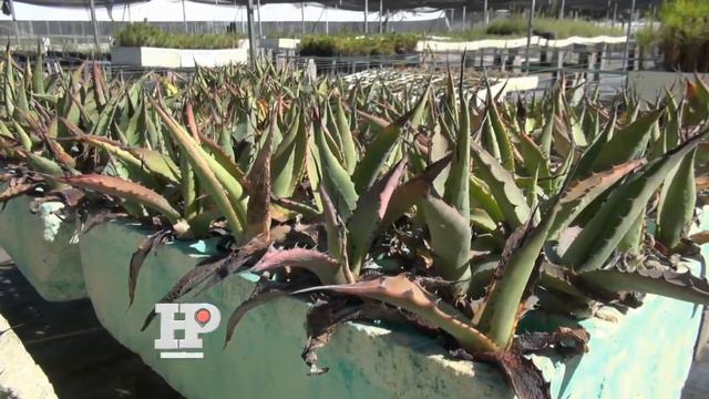 Busca Inifap sub uso para materia prima del agave смотреть онлайн