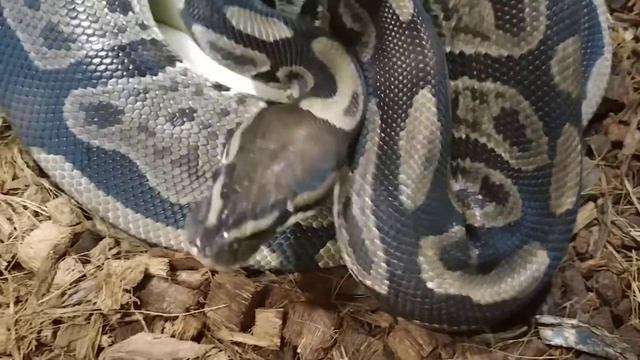 Ball Python Eggs! Clutch #3 Sable x Cocoa! 4/18! смотреть онлайн