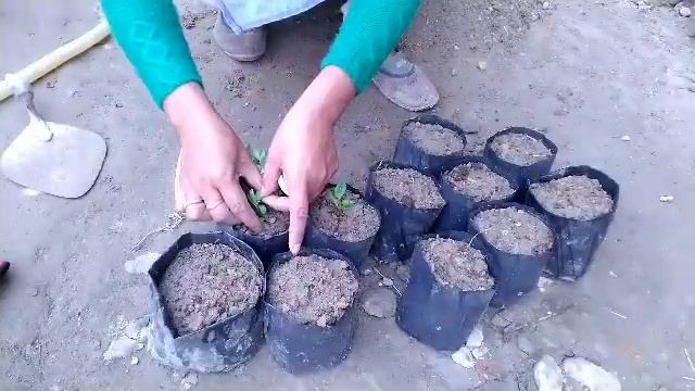 214/How to Grow Celosia plant 22/12/19 смотреть онлайн