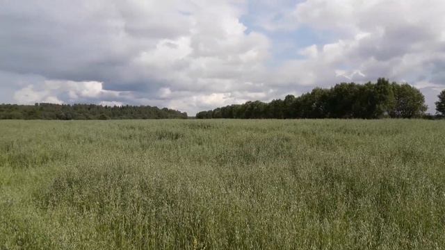 Наш овёс. Деревня Лужниково 20.07.2019 часть 1. смотреть онлайн