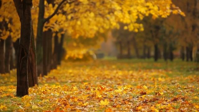 Очень Красивая Музыка! Paul Mauriat- Toccata смотреть онлайн