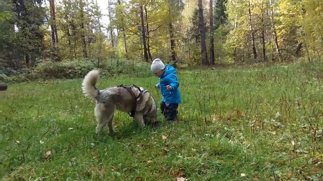 Petuns смотреть онлайн
