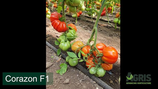 Corazon F1 - Cultura de tomate specialități în jud. Galați, Matca, la domnul Costache Radu смотреть онлайн