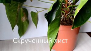 Дефекты и болезни листьев антуриума. Вредители антуриума