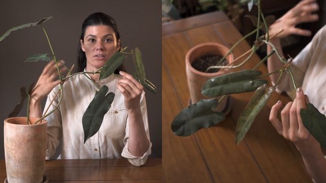 Philodendron atabapoense Houseplant Care — 201 of 365 смотреть онлайн