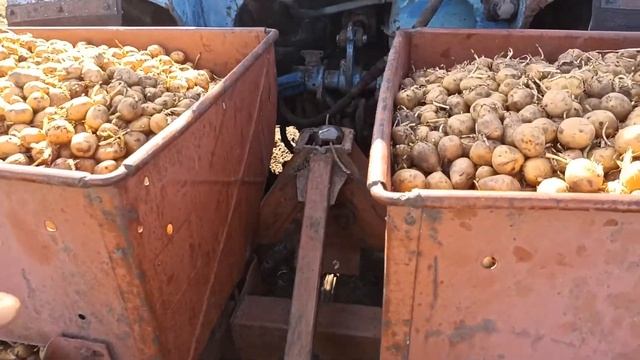 садим картофель Галла смотреть онлайн