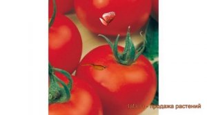 Томат обыкновенный Ляна (lyana) ? обыкновенный томат Ляна обзор: как сажать, семена томата Ляна