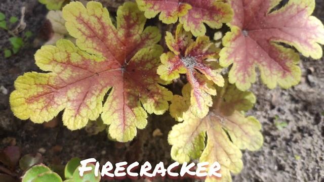 Осенний окрас листьев гейхерелла сорт Firecracker смотреть онлайн