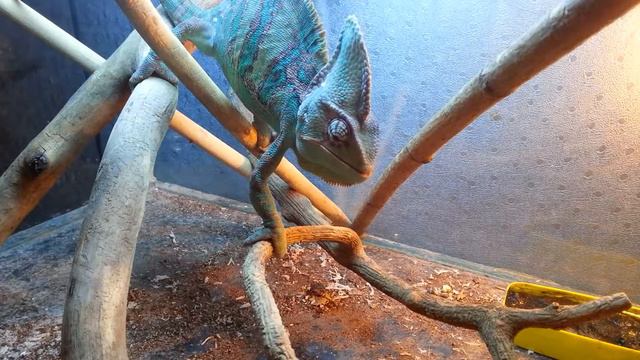 Йемеский хамелеон ест зофобаса. Veiled Chameleon Eating Superworms. (05.02.2017)