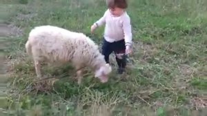Овечка играет с ребёнком/Sheep plays with the child