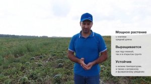 Арбуз Романзa F1 - отличный урожай вкусных плодов!