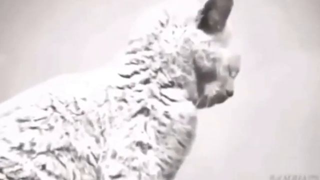 Зимой бездомным животным очень нелегко. Давайте будем добры к ним. Кормите бездомных! смотреть онлайн