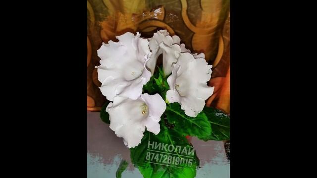 Глоксиния . Семена комнатных растений . Домашние комнатные растения смотреть онлайн