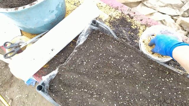 Посев перца на рассаду для продажи. Поделюсь опытом многих тепличников смотреть онлайн