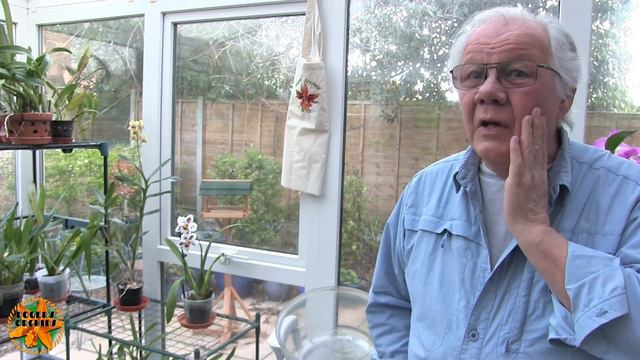 My Sunday Orchid Chat - News, Purchases, and Plans to Get the Growroom 'Right' смотреть онлайн