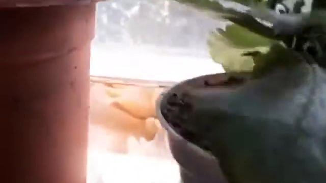 Укрощение строптивого II (каланхое) смотреть онлайн