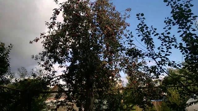 2463 Ремонт дупла яблони через 4 месяца цемент песок пломба яблоневое дерево 25 лет пломбирование