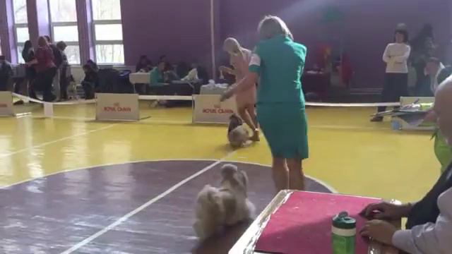 Выставка 13 октября 2013 Ринг ши тцу смотреть онлайн