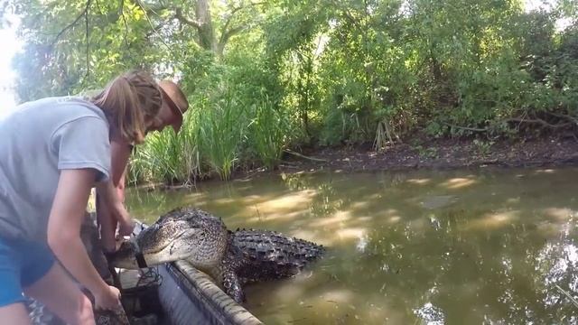 Louisiana Alligator Season 2021 // Catching Three 11' Gators in Two Days смотреть онлайн