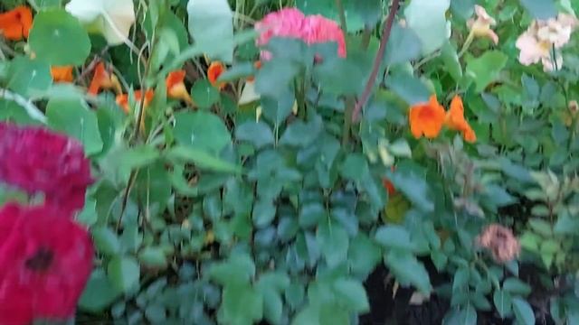 Дачные цветы Августа. Тавричанка 13.08.2022 смотреть онлайн