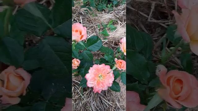 Роза Самаритан (Harverag, Сэмэритэн, Самаритянин ). смотреть онлайн