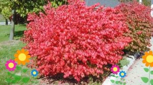 Бересклет крылатый Компактус (Compactus). Краткий обзор, описание характеристик, где купить саженцы