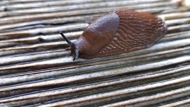 Склизкое - Чудовище. смотреть онлайн