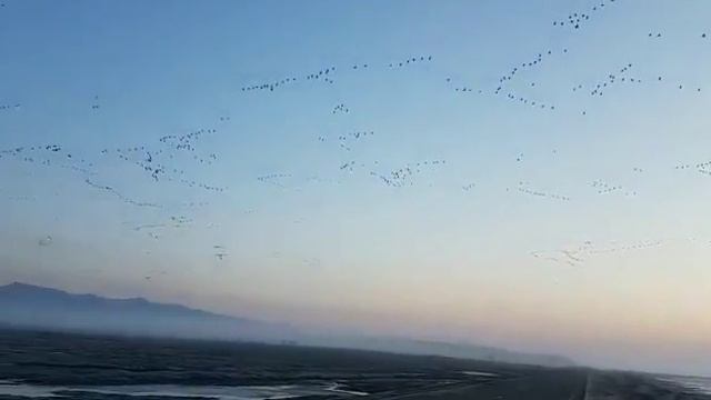 Бесчисленные стаи птиц возвращаются на «Землю леопарда» вместе с весной смотреть онлайн