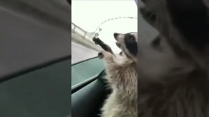 Забавные животные №40