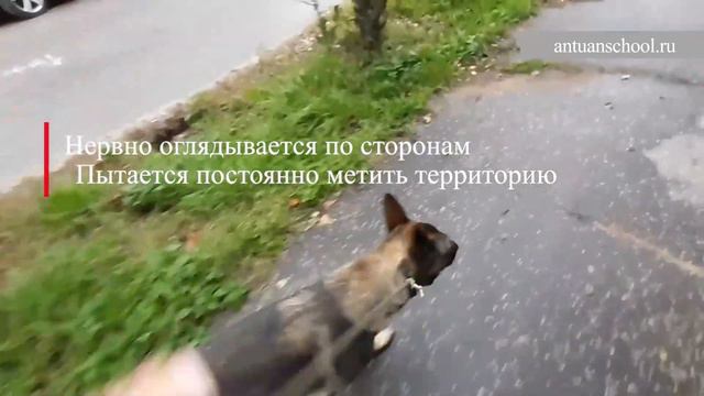 "До и После" вначале обучения "Искусству общения с собакой"! смотреть онлайн