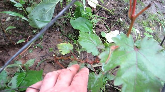 Виноград из косточки это реально.Супер результат прироста винограда из косточки лоза больше 2 метро смотреть онлайн