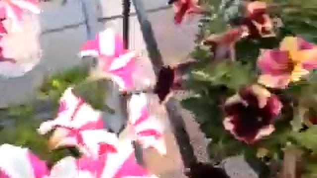 Spring Trials 2016: Crazytunias™ смотреть онлайн
