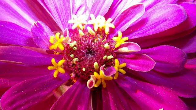 Красивые Садовые цветы Цинния Beautiful garden flowers смотреть онлайн