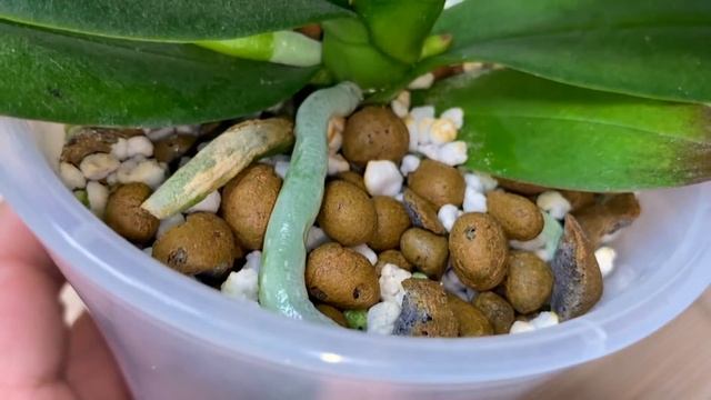 пересадка орхидеи 20 вариантов / ОРХИДЕИ МИНИ после пересадки / полив, влажность, температура смотреть онлайн