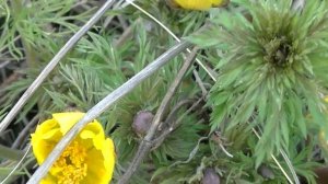 ☘ Адонис весенний (Горицвет весенний) | Лекарственные растения