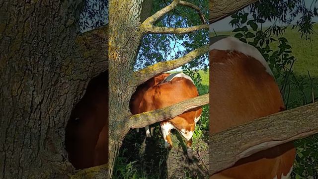 Чесалка для коров 🐄👍Лучше не бывает 👍👍👍 смотреть онлайн