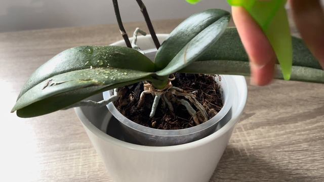 Sadece bir kez serpin! Aniden normalden kat kat daha fazla çiçek açtı açacak смотреть онлайн