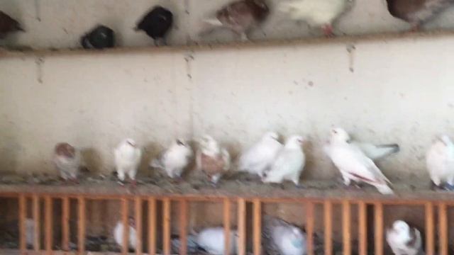 #Pigeons.И за чего голубь начинает болеть, и откуда берётся болезнь. смотреть онлайн