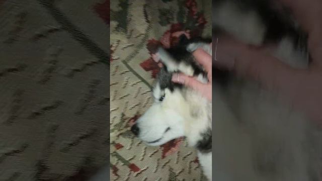 наглость рулит!! смотреть онлайн