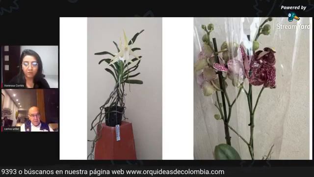 Orquídeas Dráculas смотреть онлайн