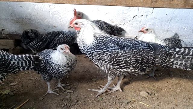 Куры клюют яйца, выдёргивают перья, каннибализм .Chickens peck eggs, pull out feathers, cannibalism смотреть онлайн