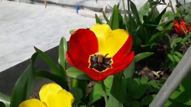 Ко Дню Победы в Подмосковье расцвёл редчайший тюльпан смотреть онлайн