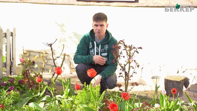 Как ухаживать за розами в мае? Подкормка розы весной. Защита роз от вредителей, болезней смотреть онлайн