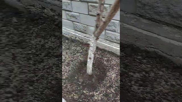 Как правильно засеять газон . Делаем сами красивый газон возле дома. Фишки , рекомендации! смотреть онлайн