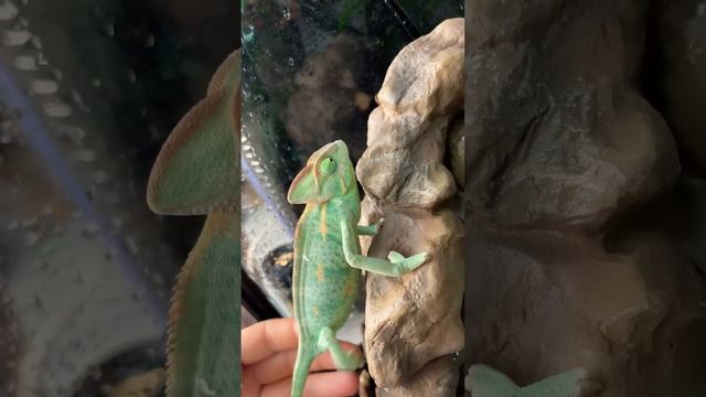 Хамелеоны Йеменцы ❤️#лавкакипер #ббг #хамелеонымосква #chameleon #рептилии #reptiles смотреть онлайн