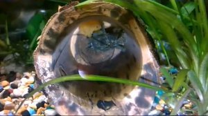 Разведение сомиков анциструсов