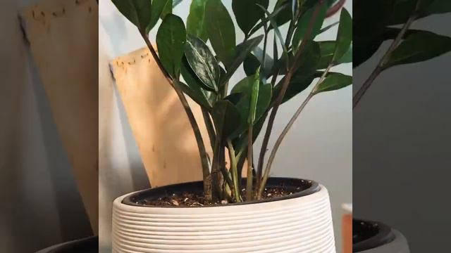 Time lapse - ZZ Plant смотреть онлайн