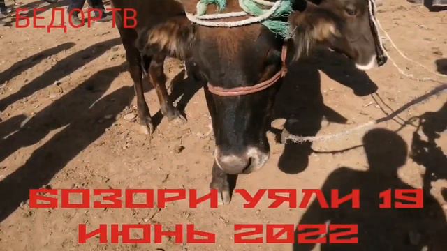 СРОЧНО ЁФТЕМ МОЛБОЗОРИ УЯЛИРА МАРҲАМАТ ТАМОШО КУНЕД аз канали @БЕДОР ТВ. смотреть онлайн